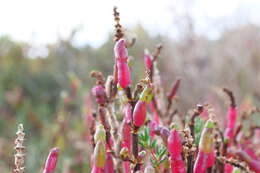 Image de Salicornia quinqueflora subsp. quinqueflora