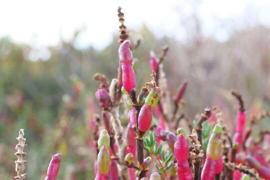 Sivun Salicornia quinqueflora Bunge ex Ung.-Sternb. kuva