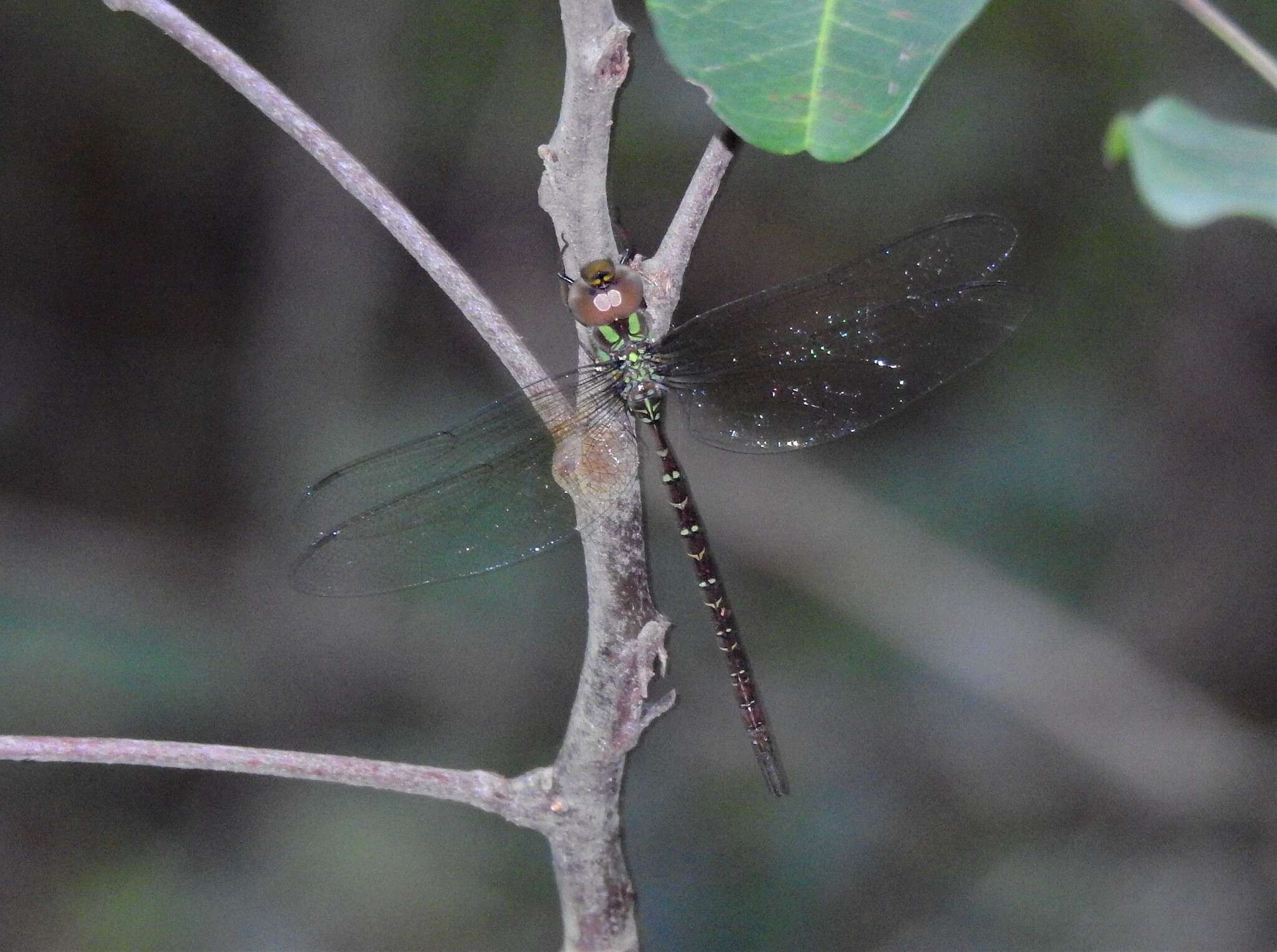 Image de Triacanthagyna trifida (Rambur 1842)