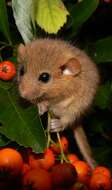 Image of hazel dormouse