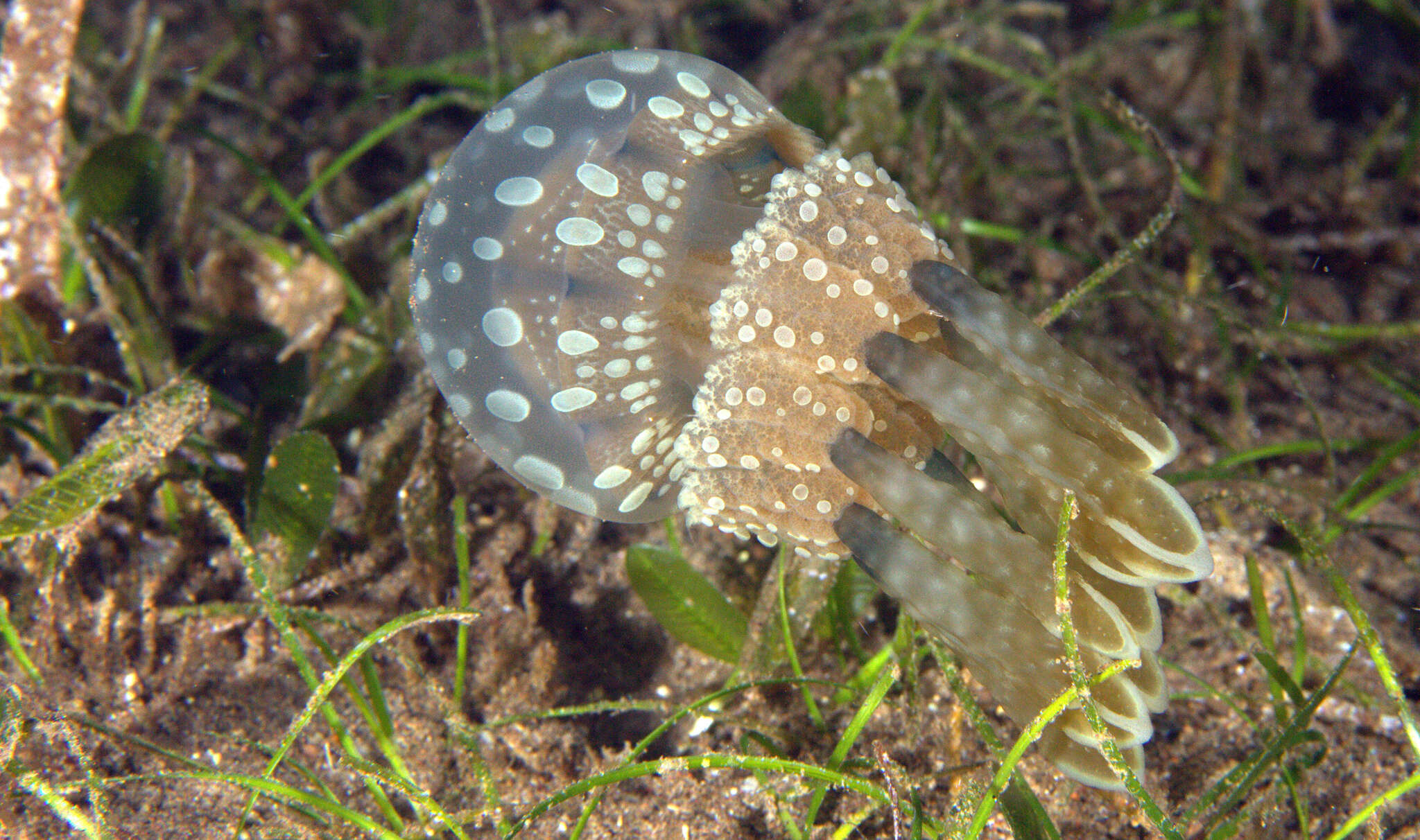 Image of jellyfish