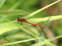 Plancia ëd Sympetrum obtrusum (Hagen 1867)