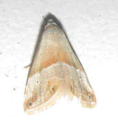 Image of <i>Eublemma rivula</i>