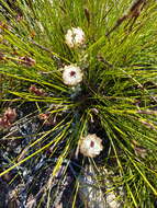 Plancia ëd Syncarpha variegata (Berg.) B. Nord.