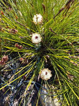 Sivun Syncarpha variegata (Berg.) B. Nord. kuva