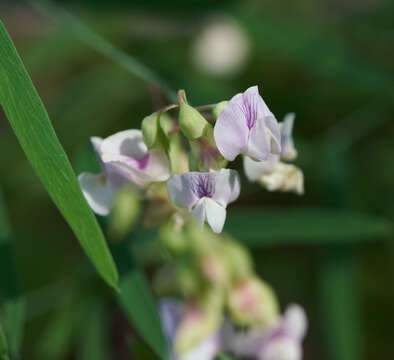 Image of Common Sweet Pea