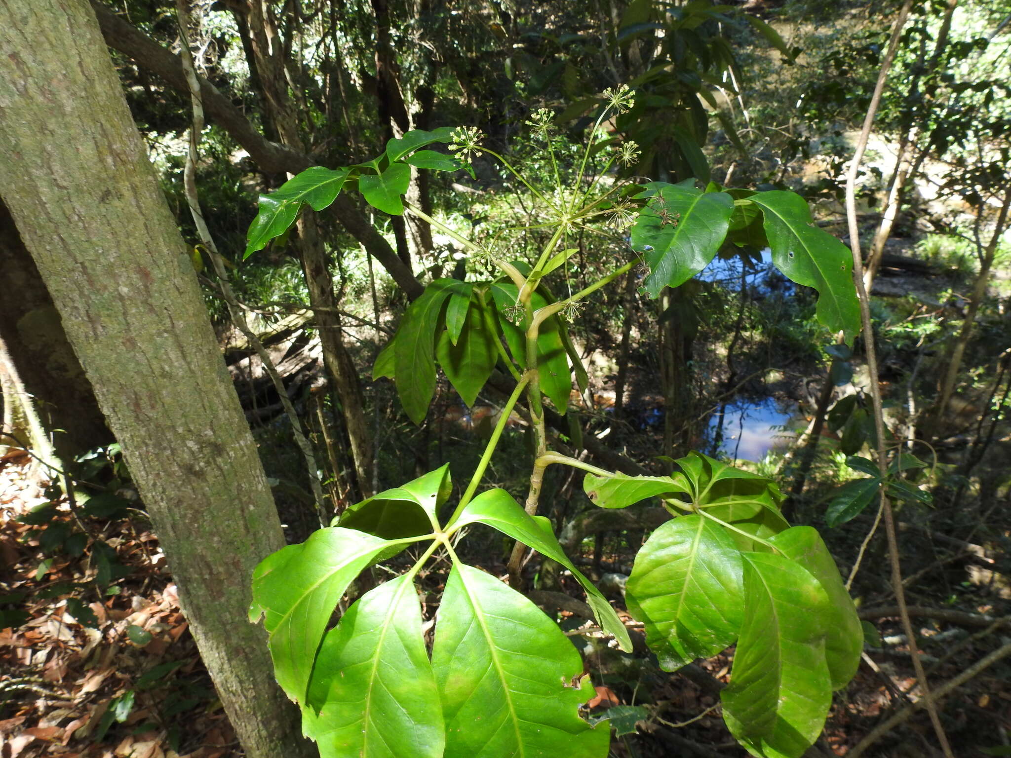 Image of Mackinlaya macrosciadea (F. Muell.) F. Muell.