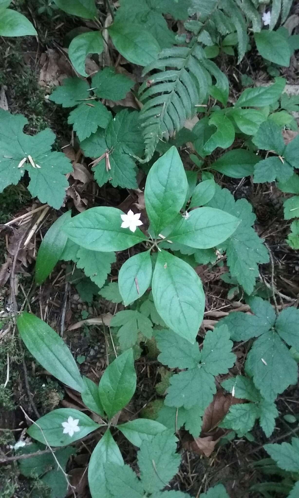 Image of Western Starflower