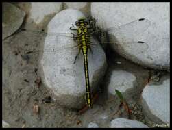 صورة Gomphus simillimus Selys 1840