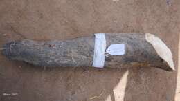 Image of water yam