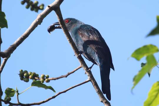 Image of Fairy-bluebird