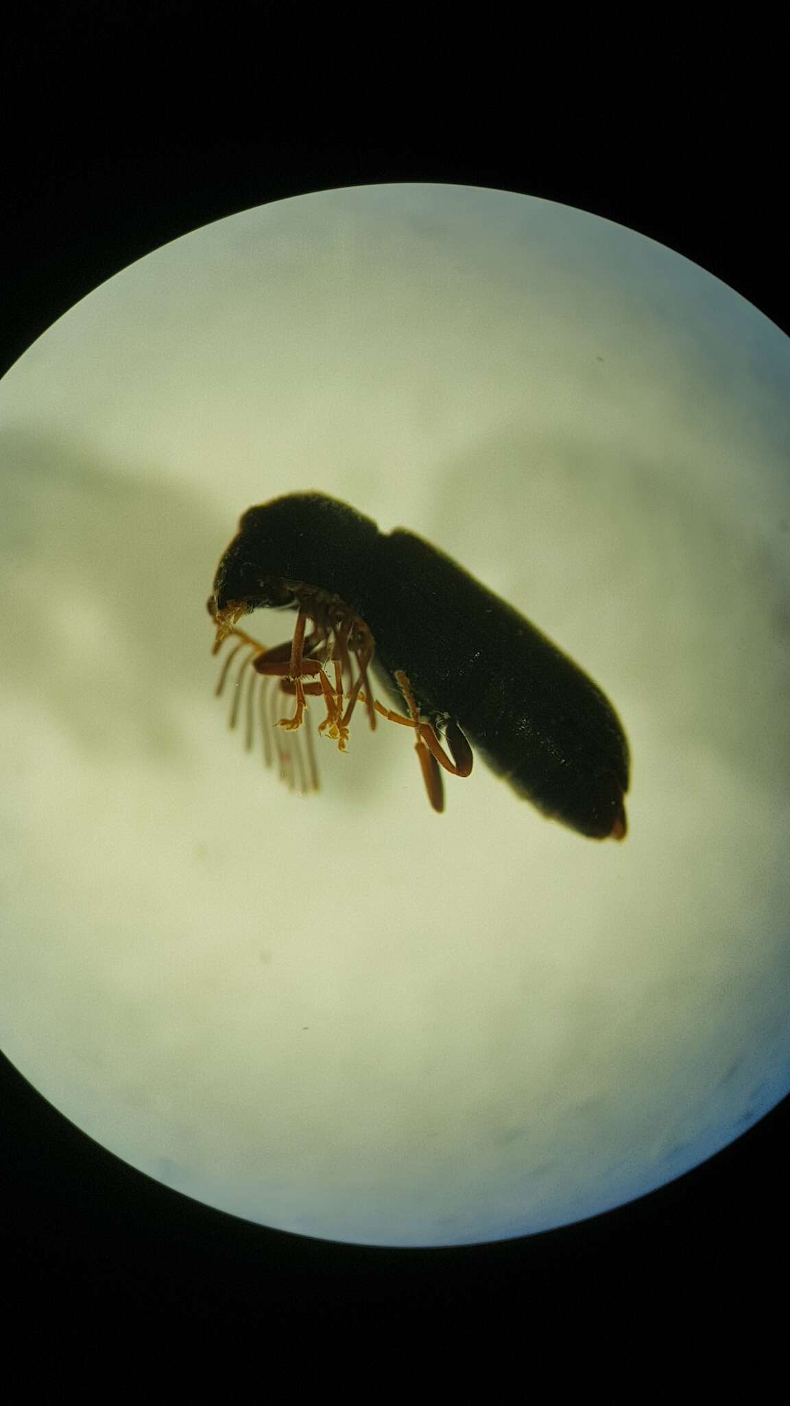 Image of Fan-bearing wood-borer