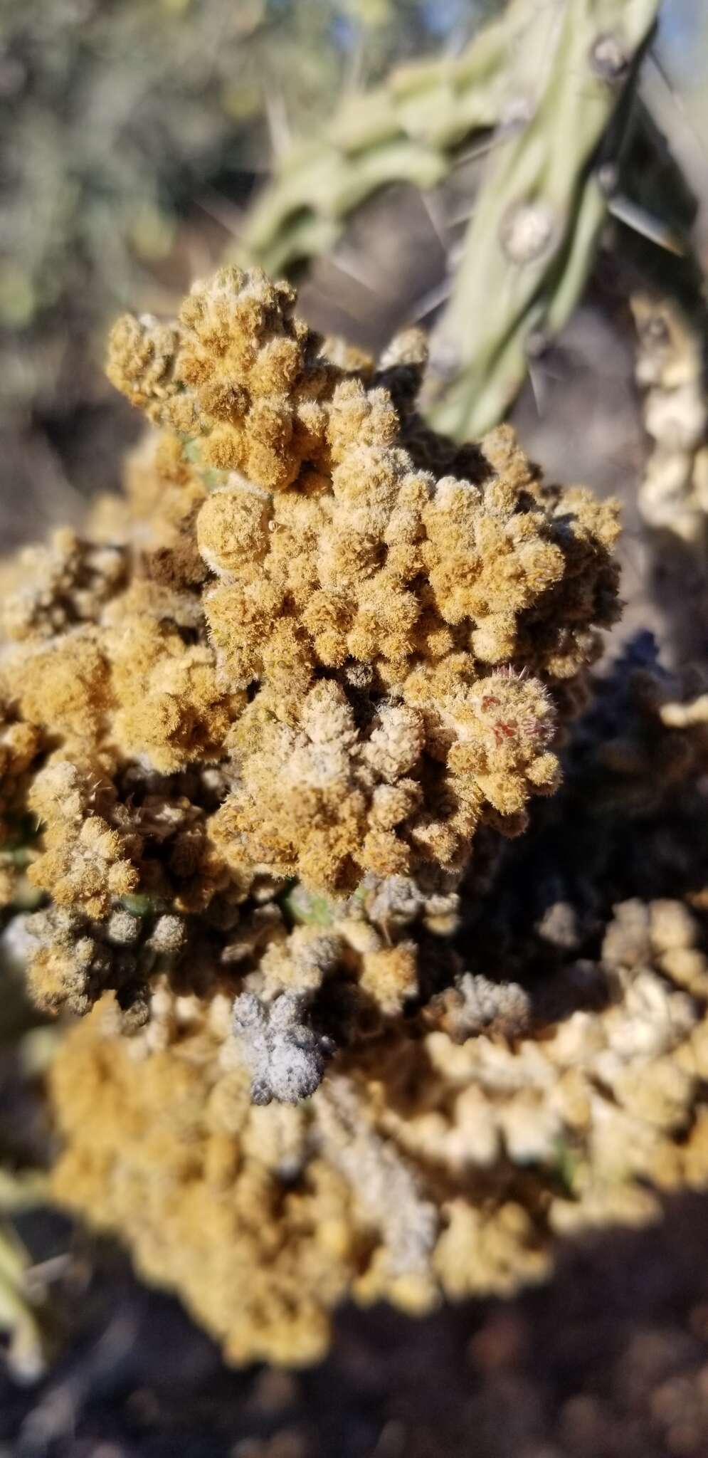 Image de Cylindropuntia vivipara (Rose) F. M. Knuth