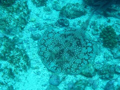 Image of Tumbes Round Stingray