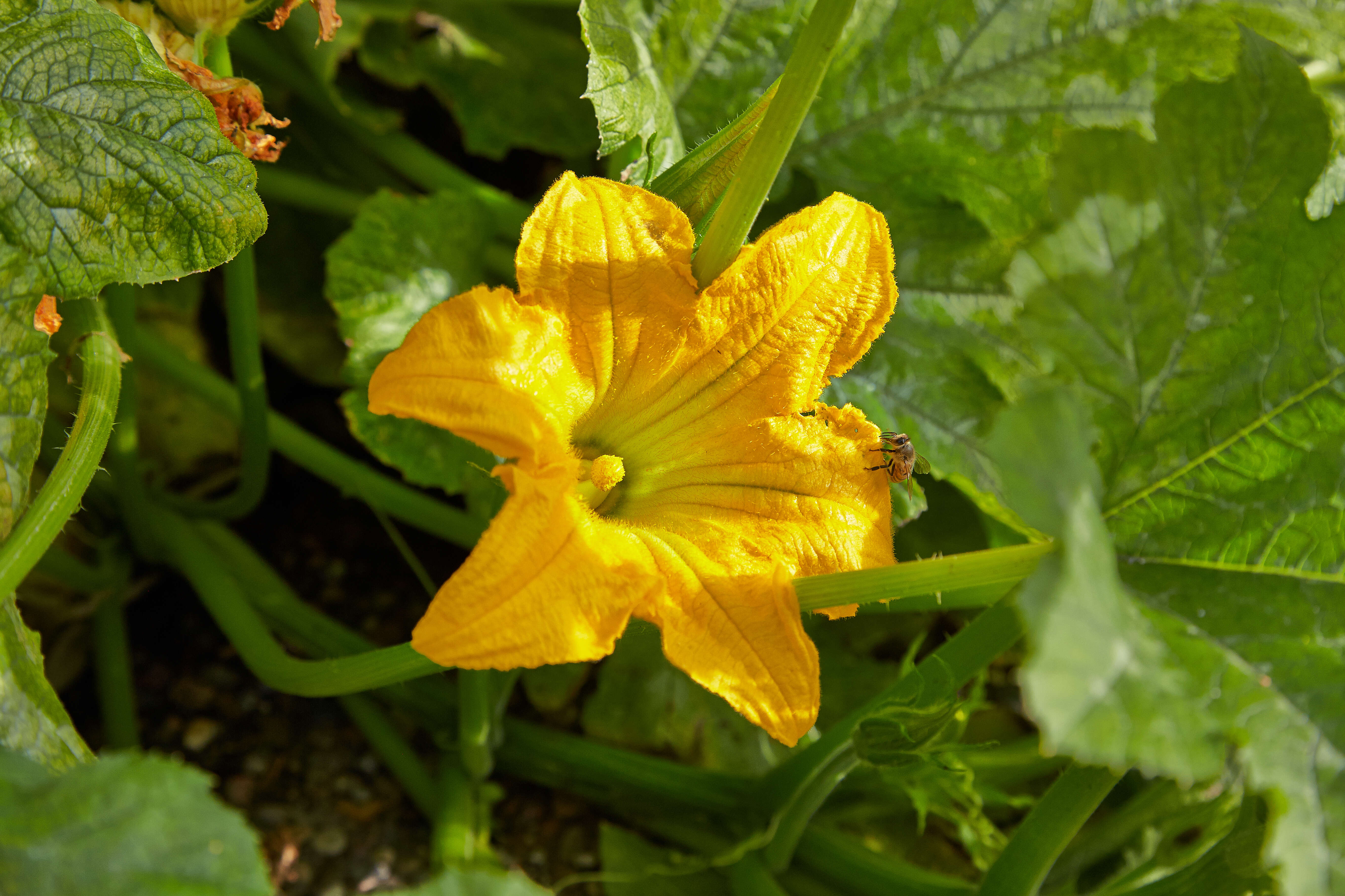 Image of field pumpkin