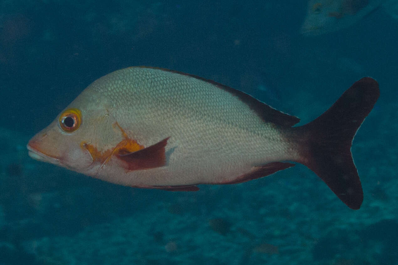 Image of Humpback red snapper