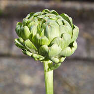 Image of cardoon