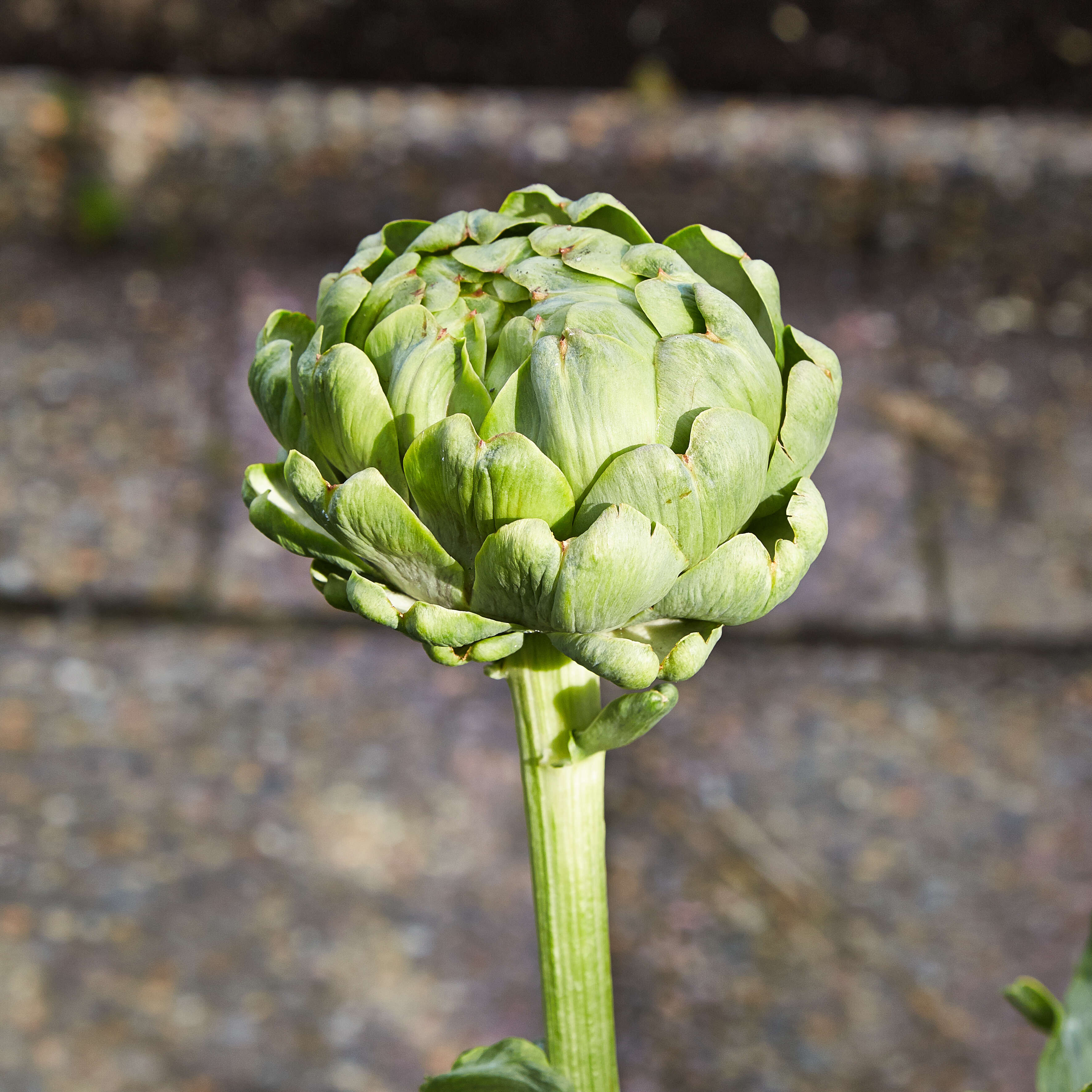 Image of cardoon