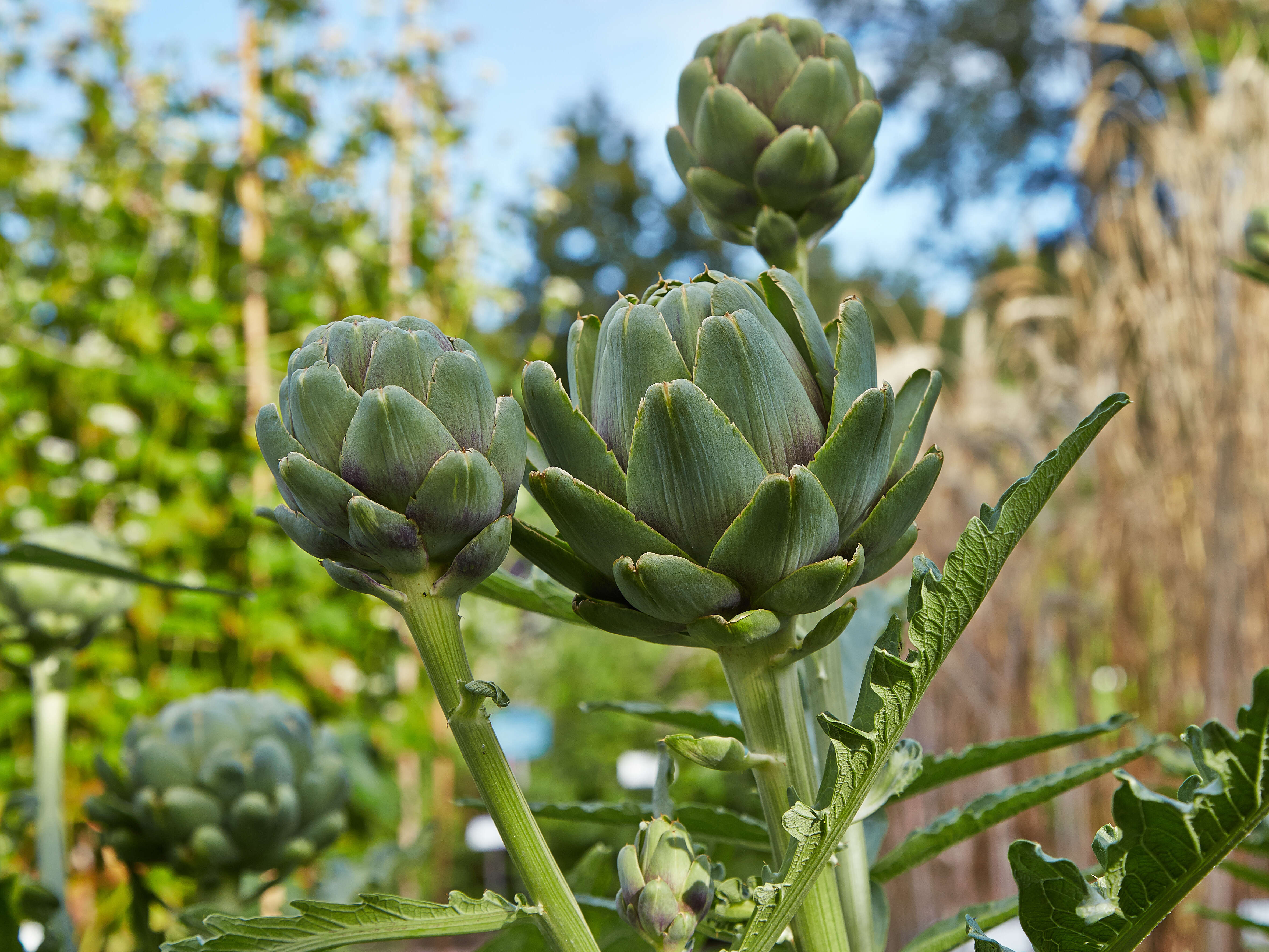 Image of cardoon