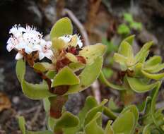 Image of Crassula dejecta Jacq.