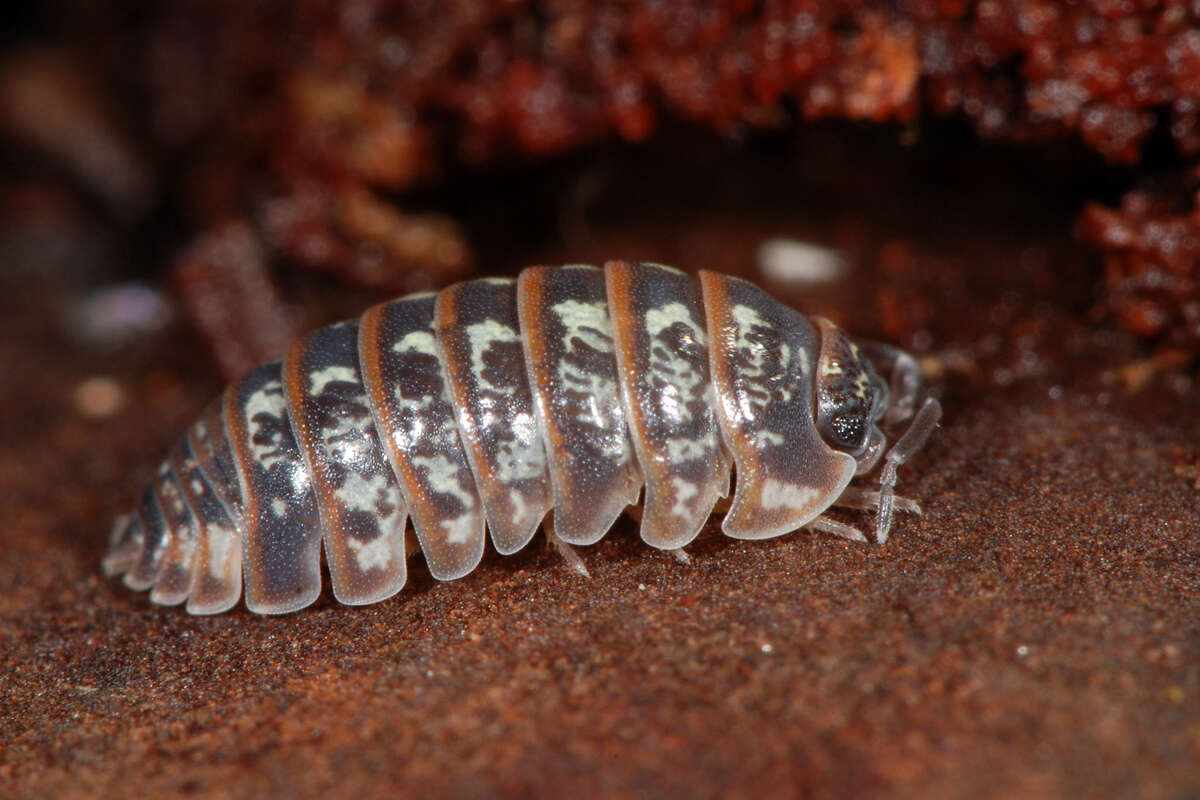 Imagem de Armadillidium pictum Brandt 1833