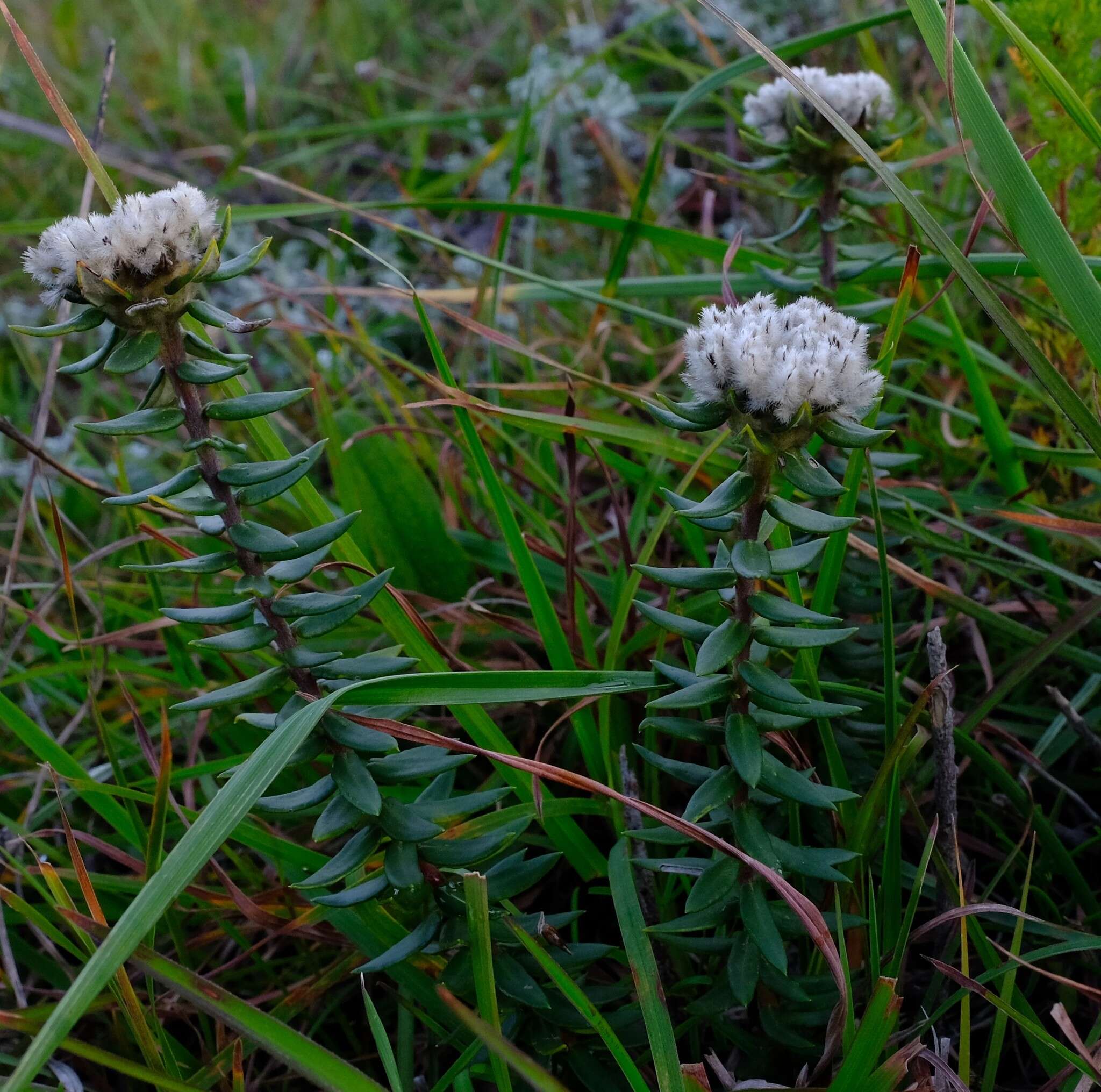 Image of Phylica propinqua Sond.