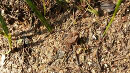 Image of Wood Frog