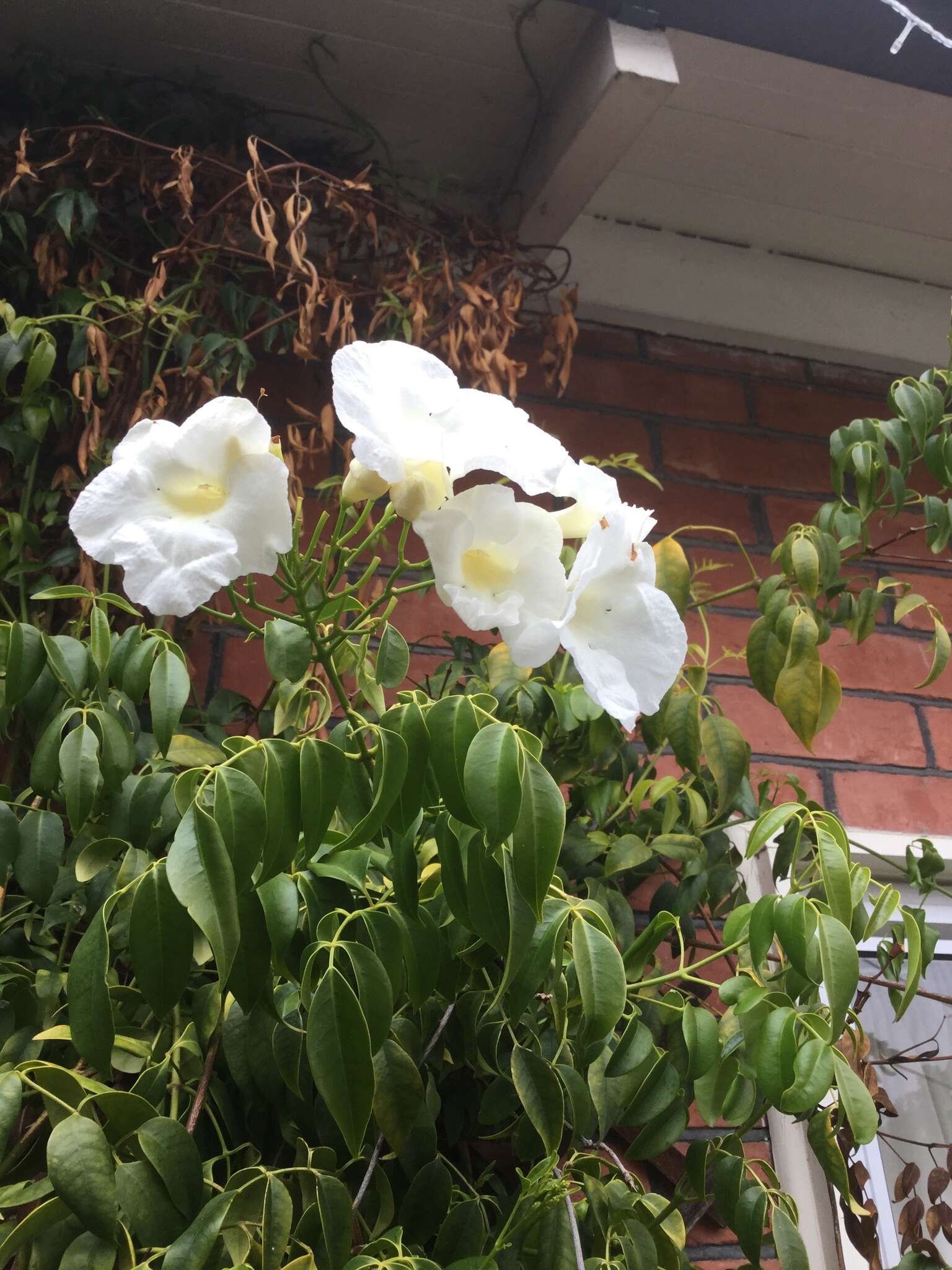 Imagem de Pandorea jasminoides (Lindl.) Schumann