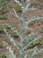 Слика од Cirsium occidentale var. candidissimum (Greene) J. F. Macbr.