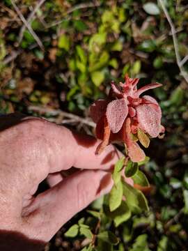 Imagem de Exobasidium ferrugineae Minnis, A. H. Kenn. & N. A. Goldberg 2012