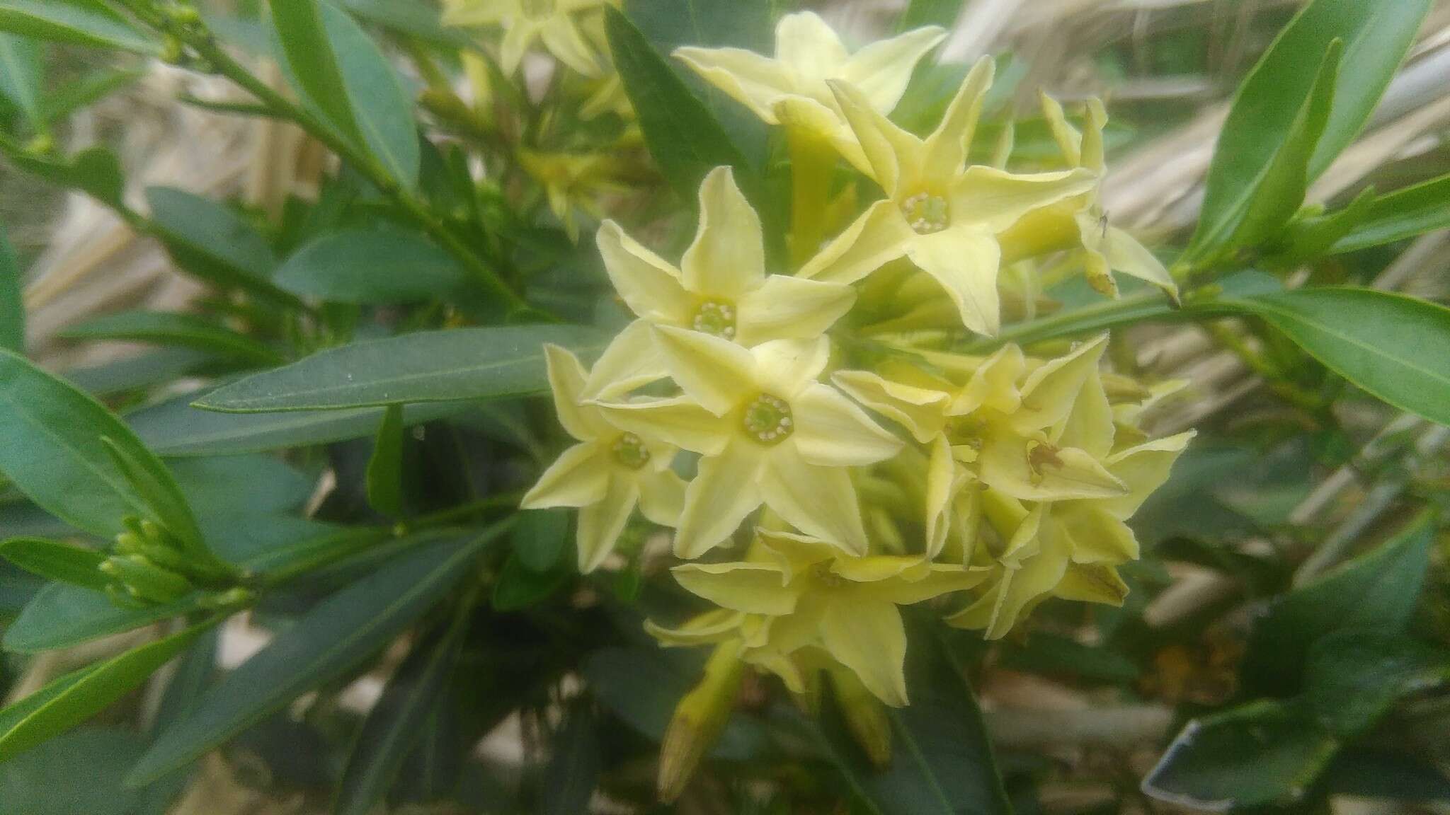 Image of Cestrum euanthes Schltdl.