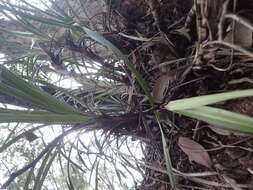 Image of Snake orchid