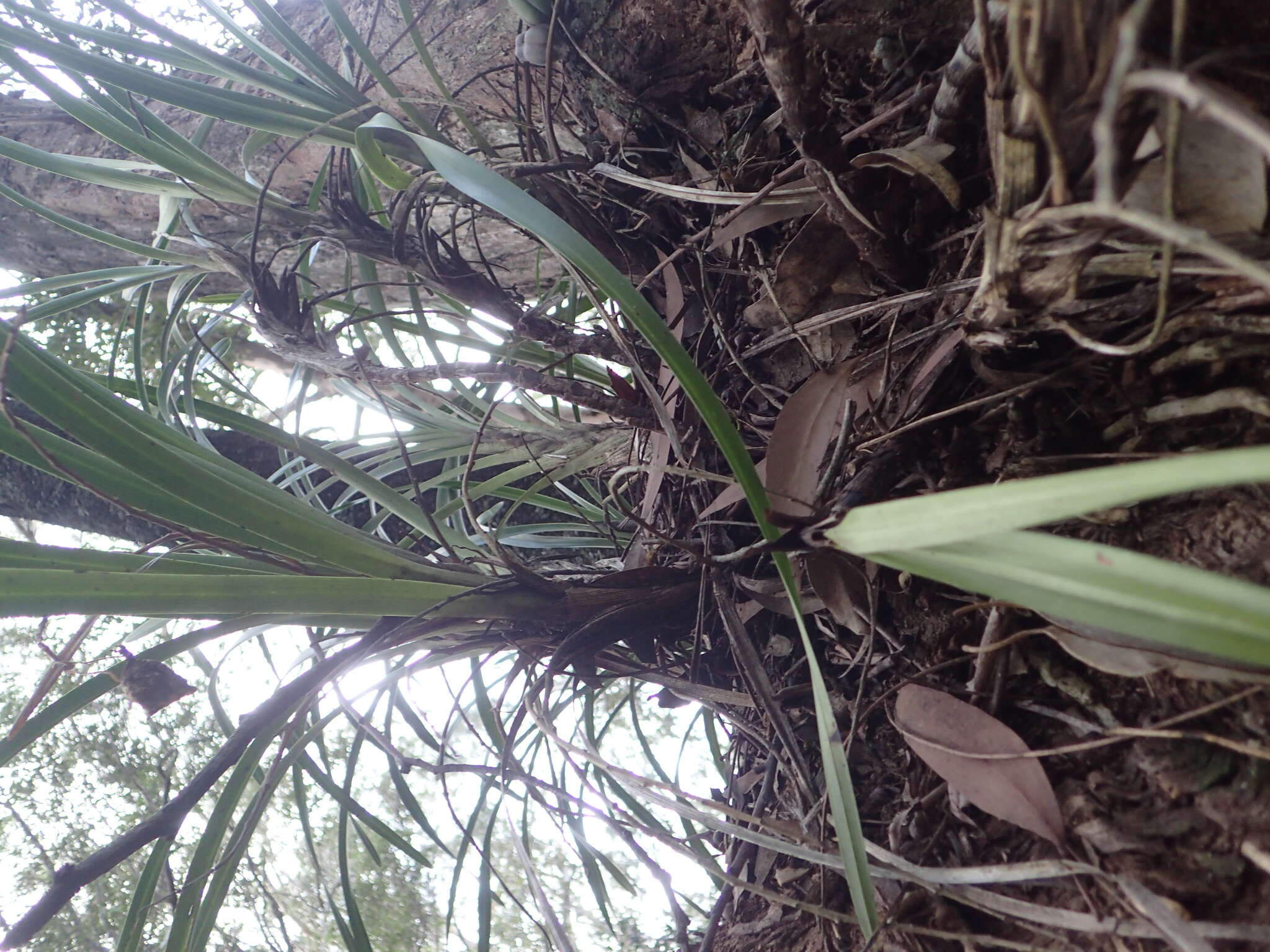 Image of Snake orchid