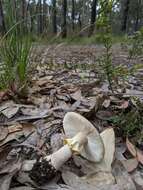 Image de Amanita luteolovelata D. A. Reid 1978