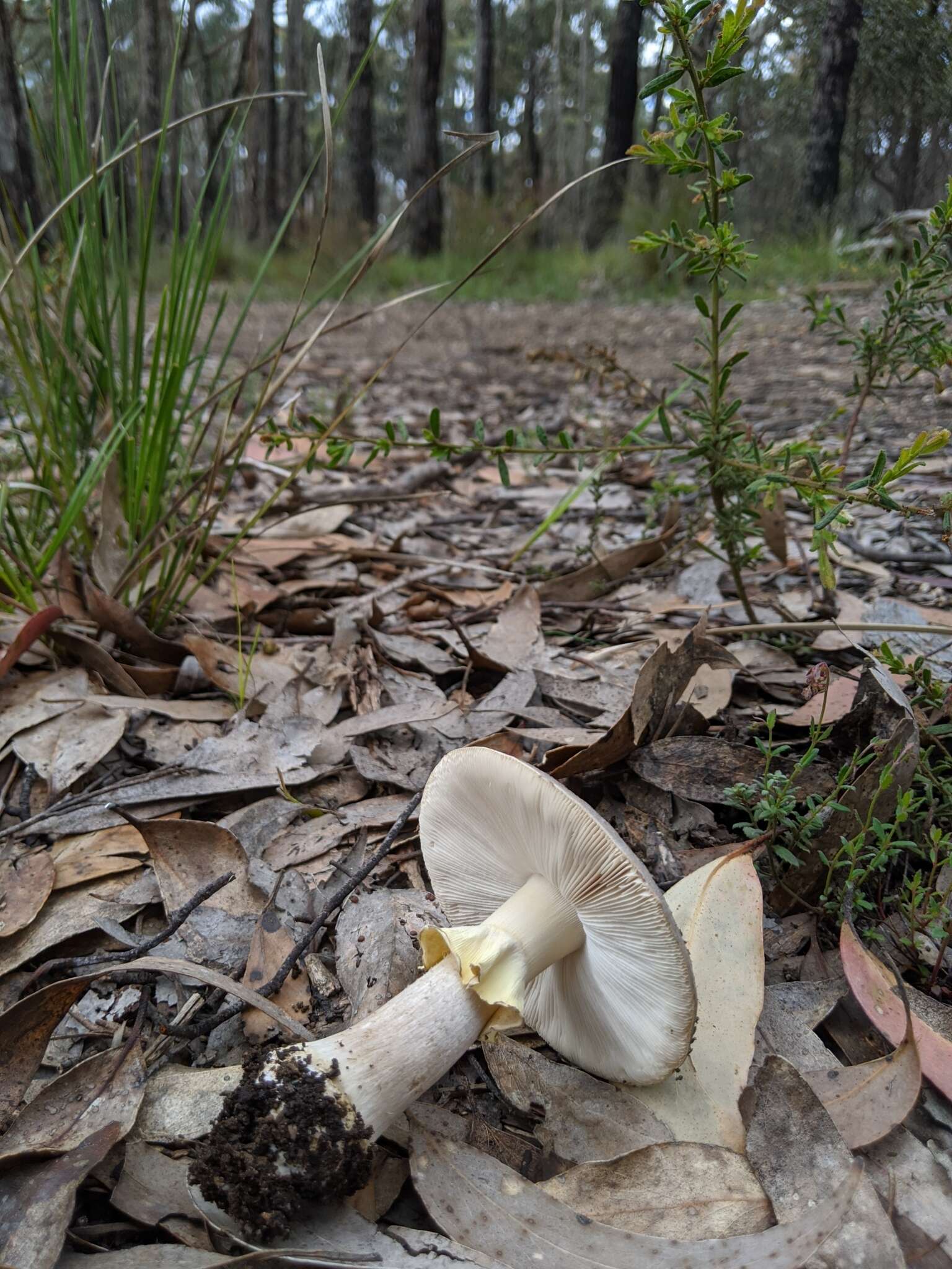 Image de Amanita luteolovelata D. A. Reid 1978