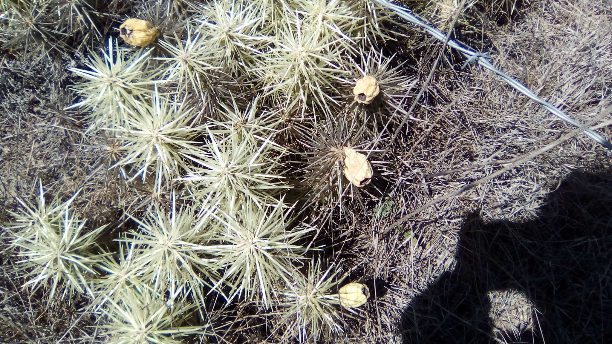 Image of thistle cholla