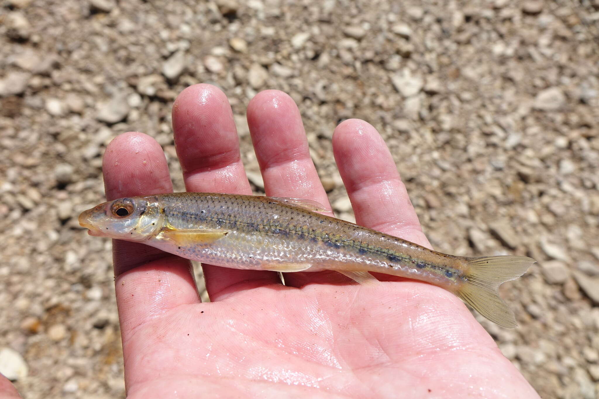 Image of Ozark chub