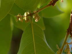 Image de Diospyros melanoxylon Roxb.