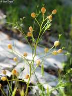 صورة Bongardia chrysogonum (L.) Sp.