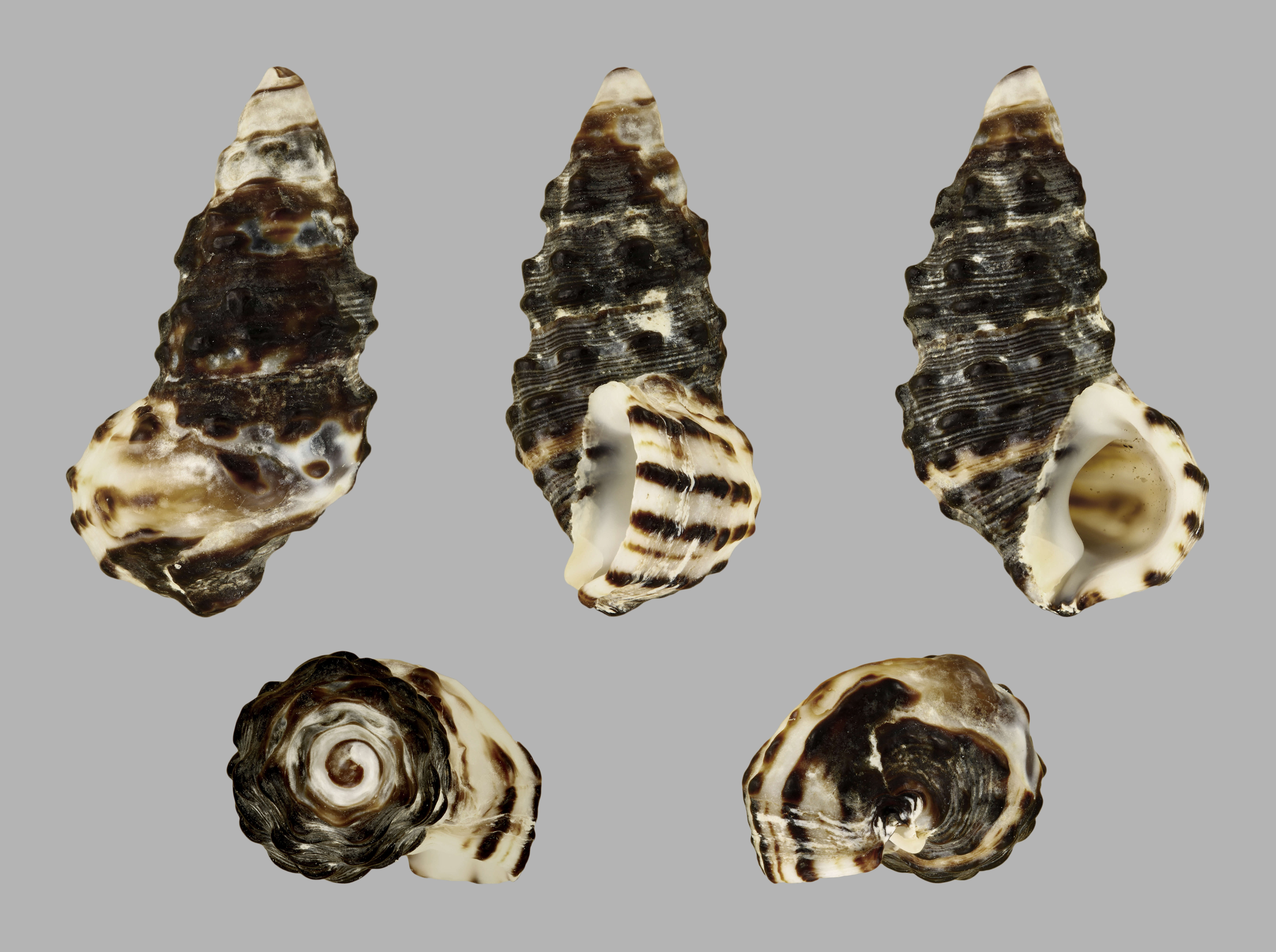 Clypeomorus pellucida (Hombron & Jacquinot 1848) resmi
