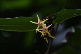 Image of Hydnocarpus castaneus Hook. fil. & Thoms.