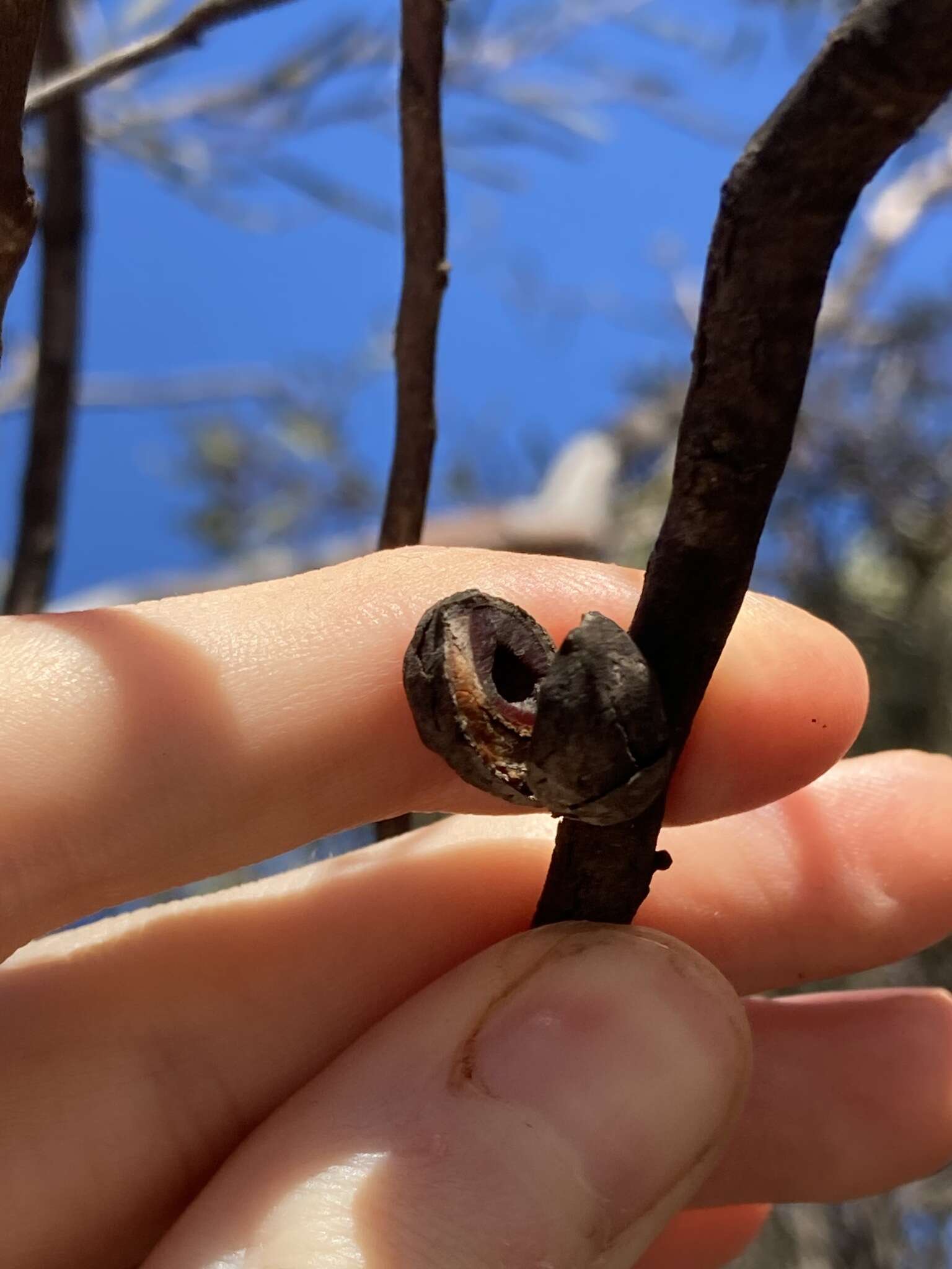 Image de Hakea erecta B. Lamont