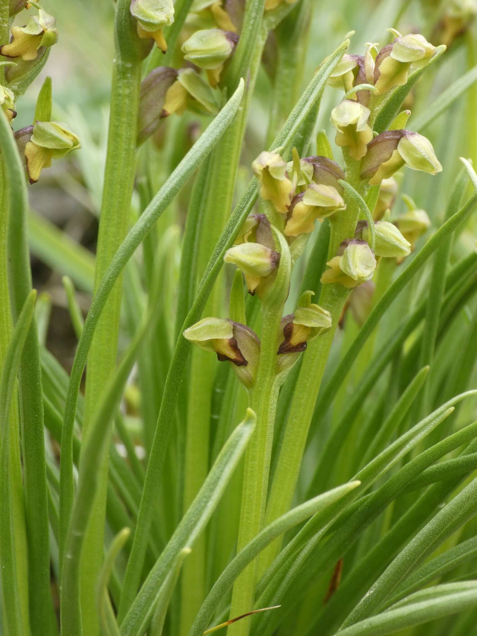 Image de Chamorchis