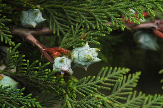 Imagem de Cupressus lusitanica var. benthamii (Endl.) Carrière