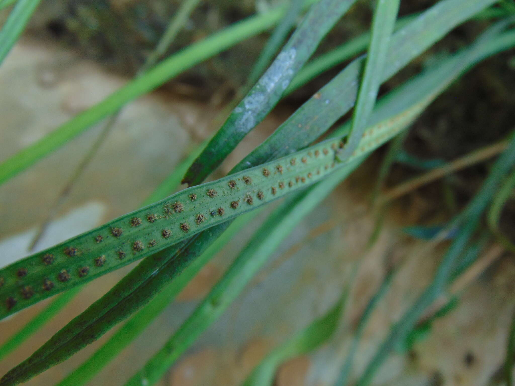 Image of narrow strapfern