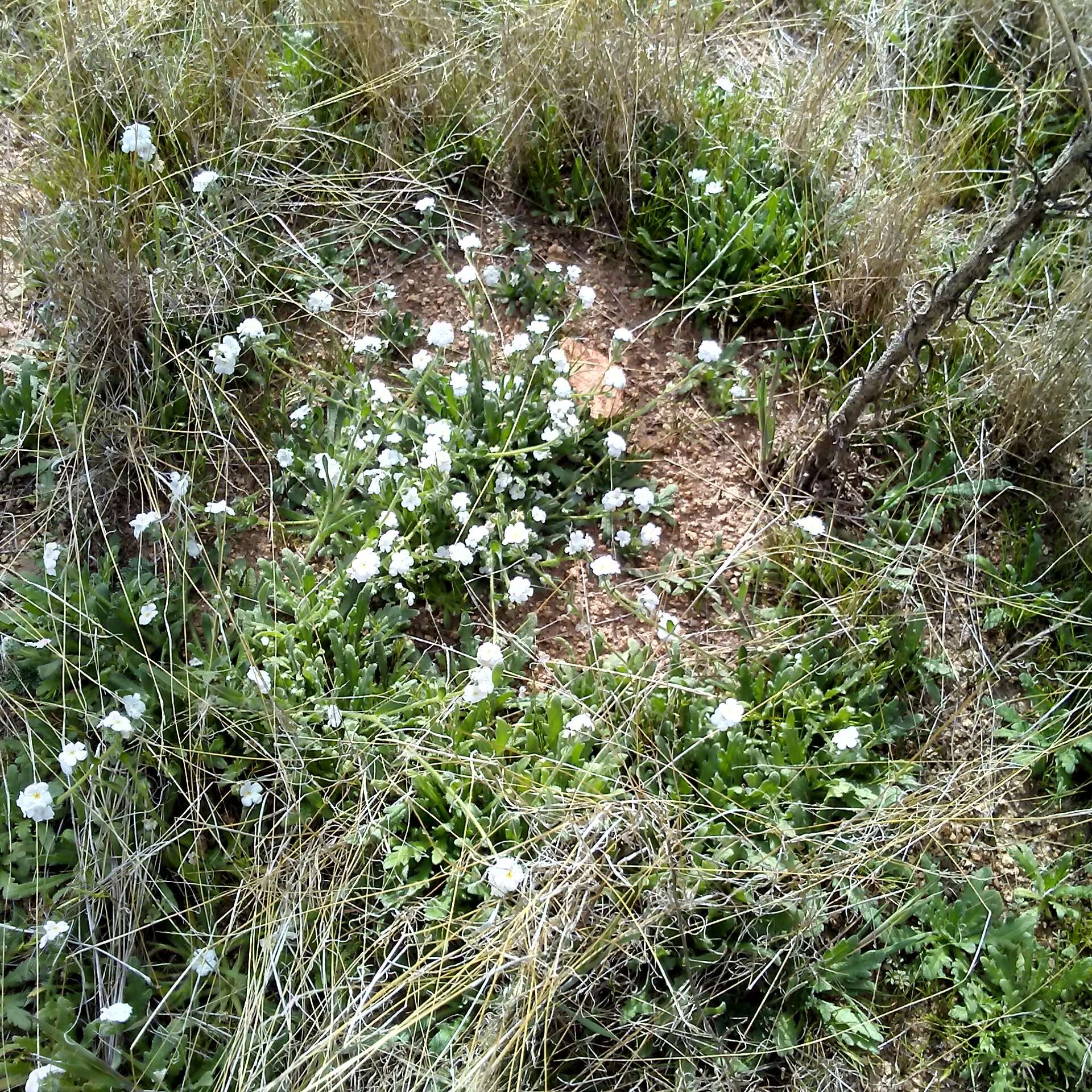 Plancia ëd Plagiobothrys collinus var. californicus (A. Gray) Higgins