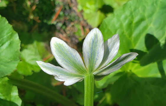 Image of <i>Caltha chionophila</i>