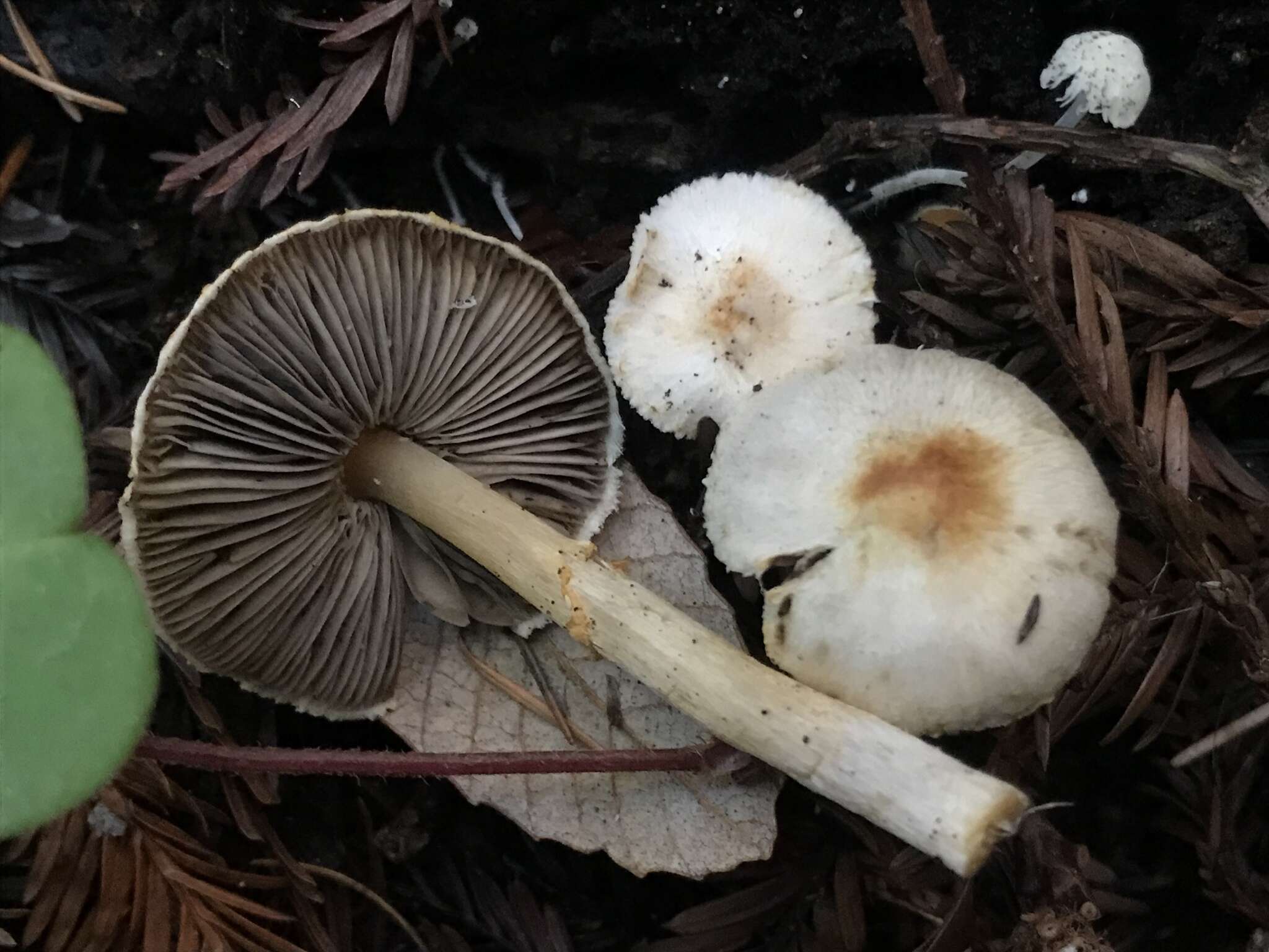 Imagem de Agaricus diminutivus Peck 1902