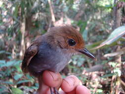 Image of Willisornis Agne & Pacheco 2007