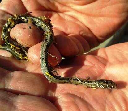 Image of Cross-marked Or Montane Grass Snake